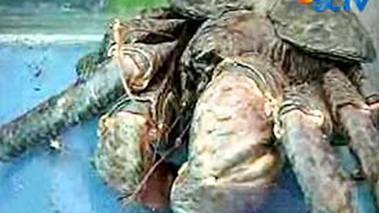090513bkelautan.jpg