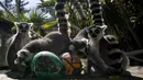 Lemur ekor cincin duduk di atas kap truk saat mencari makanan ringan telur Paskah di Kebun Binatang Buin di Santiago, Chile, Minggu, 9 April 2023. (AP Photo/Esteban Felix)