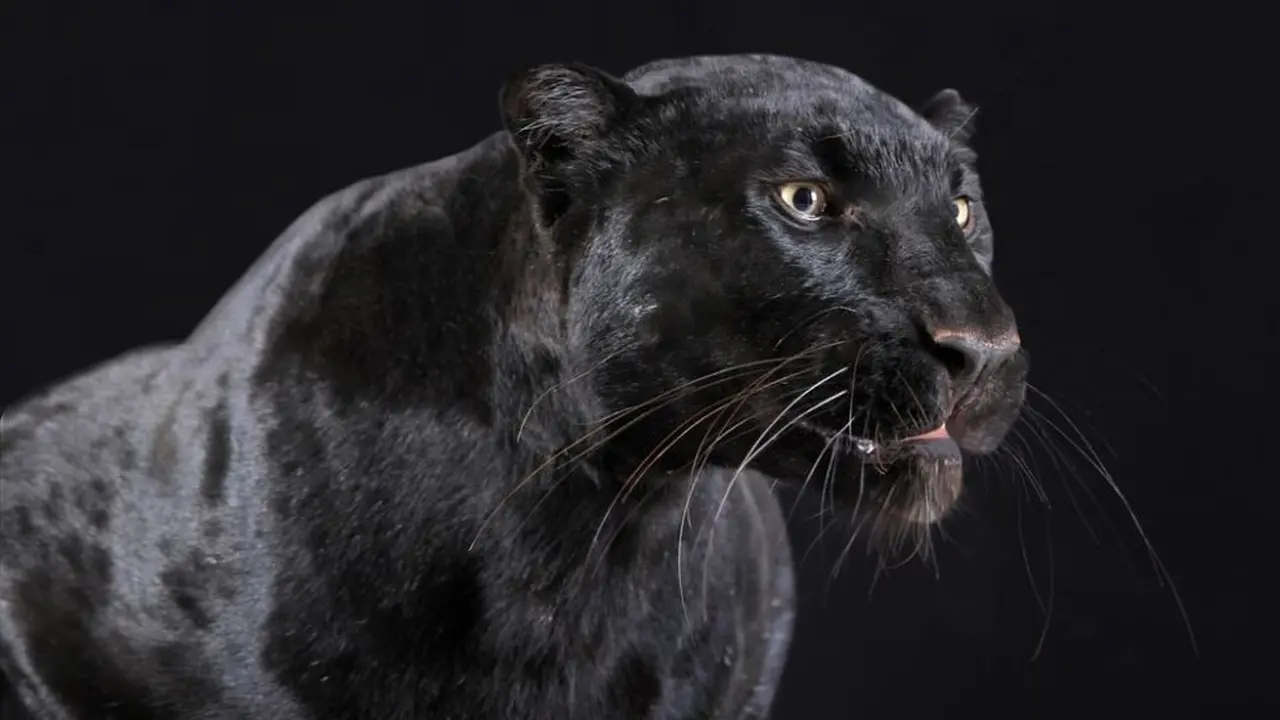 macan kumbang