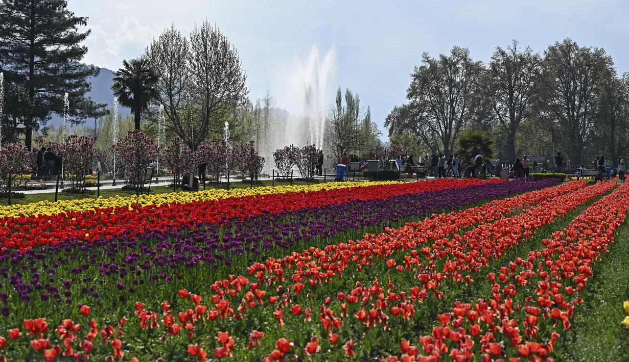 Selain tulip, taman yang juga dikenal sebagai Siraj Bagh ini memiliki bunga jenis lain, seperti bakung, ranunculus, dan eceng gondok. (Photo by TAUSEEF MUSTAFA / AFP)