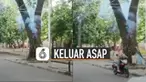 Terlihat di bagian sisi bawah pohon itu mengeluarkan asap yang tidak berhenti-berhenti.