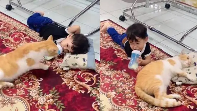 Viral Momen Kocak Kucing Rebut Bantal Anak Kecil Ini Sampai Bikin Nangis -  Hot Liputan6.com