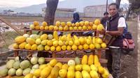 Timun suri yang disukai konsumen rata-rata yang daging buahnya berwarna kuning. (Liputan6.com/Jayadi Supriadin)