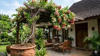 Cara Menanam Melati Belanda di Pot untuk Kanopi Rumah agar Subur dan Berbunga Lebat