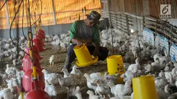 Peternak memberikan makan pada ayam pedaging broiler di kawasan Cipelang, Bogor, Jawa Barat, Selasa (24/7). Menurut peternak, kenaikan daging ayam disebabkan harga day old chicken (DOC) atau  bibit ayam yang fluktuatif. (Merdeka.com/Arie Basuki)