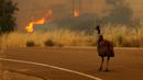 Seekor burung emu dengan luka bakar terlihat kebingungan saat kebakaran melanda California, Amerika Serikat, Senin (20/6). Kebakaran yang terjadi di California disebabkan suhu tinggi dan musim kering yang berkepanjangan. (REUTERS/Mike Blake)