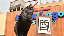 Leo berpose sambil menggigit kuas saat latihan membuat aksara Tiongkok di Hakkeijima Sea Paradise akuarium di Yokohama, Tokyo, Jepang (26/12). Arti tulisan tersebut adalah Rooster atau Ayam jantan. (AFP/Kazuhiro Nogi)