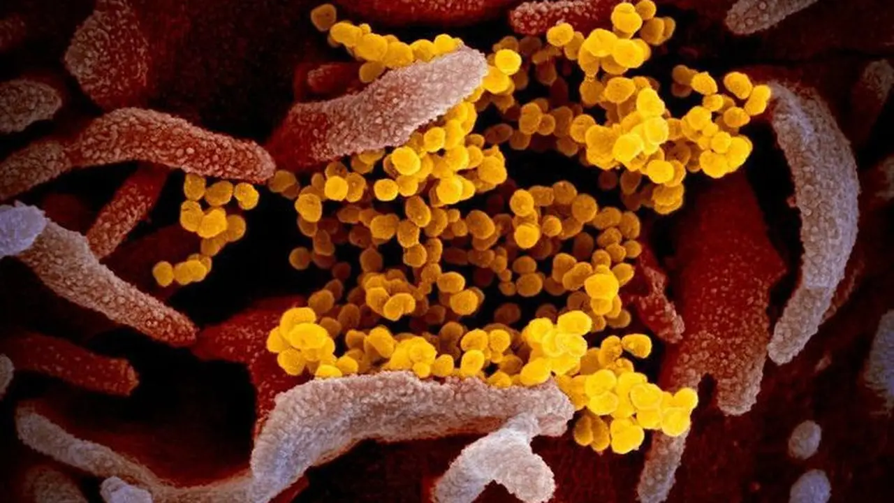 Ilustrasi Virus Corona.