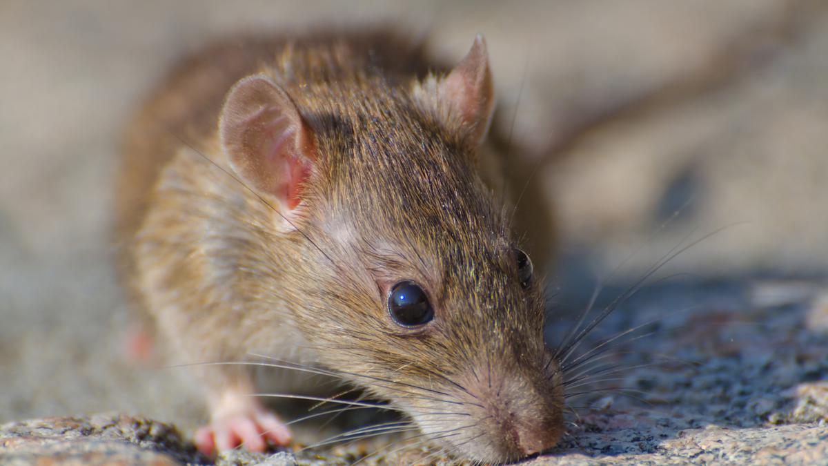 Mengenal Virus Hanta: Ancaman dari Tikus yang Jarang Disadari, tapi Bisa Berakibat Fatal pada Kesehatan
