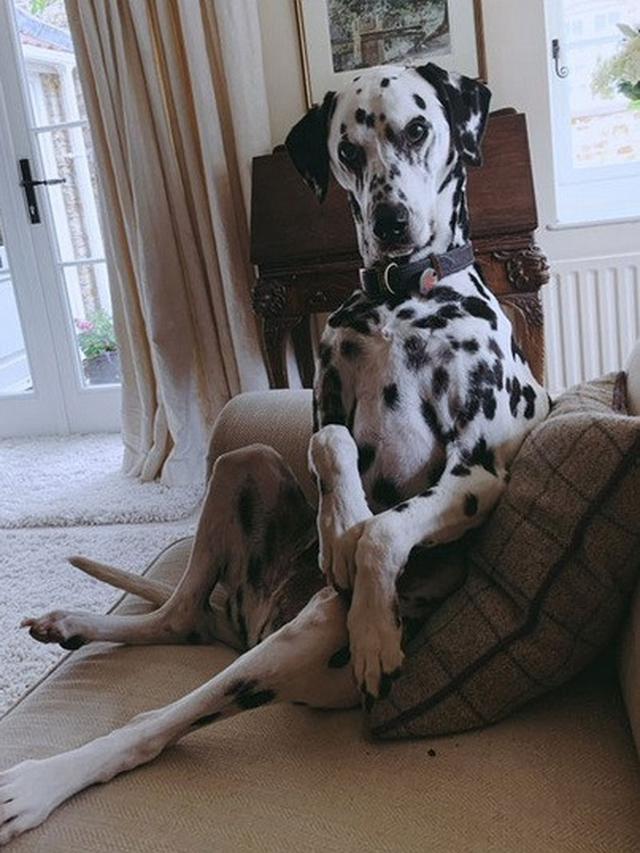 anjing duduk dengan pose aneh