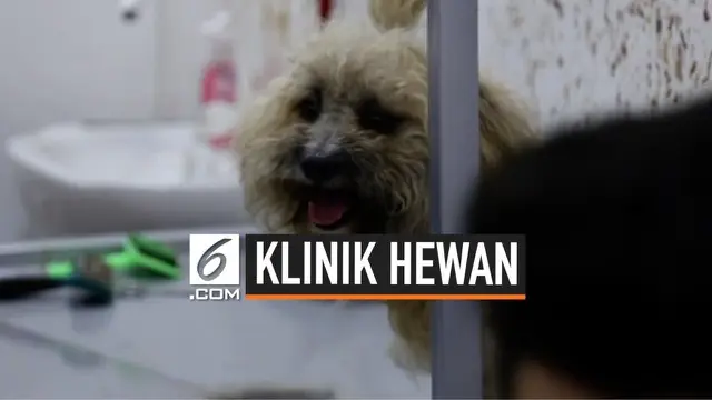 VIDEO: Klinik Hewan Pertama Dibuka di Mosul