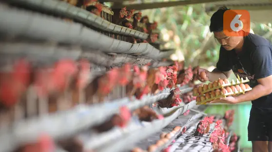 Solusi Kendala Peternak: Telur Diserap MBG, Pakan Dibantu Bulog