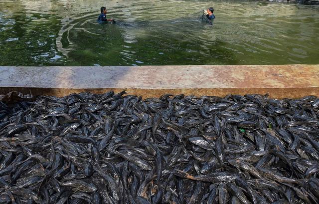 Ibu Hamil dan Anak Jangan Makan Ikan Sapu-Sapu