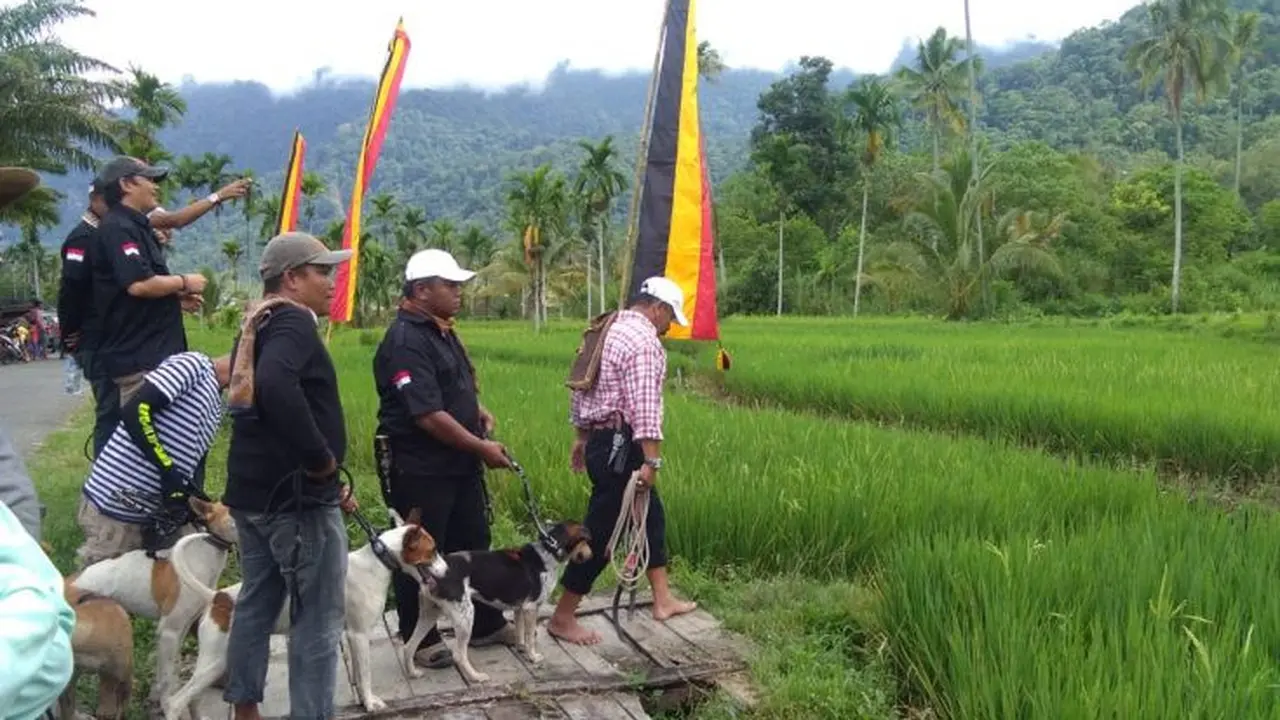 Berburu babi di Kabupaten Agam Sumatera Barat. (Liputan6.com/ Dok Humas Agam)