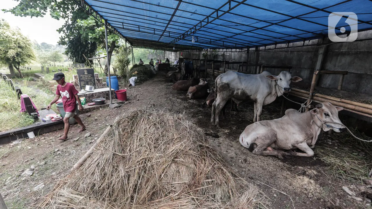 Berjualan Hewan Kurban di Pemakaman