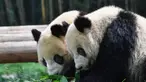 Dua panda raksasa bernama Tingzai dan Longzai menyantap makanan di Taman Safari Chimelong, Guangzhou, Provinsi Guangdong, China, Kamis (30/4/2020). Taman Safari Chimelong kembali dibuka untuk pengunjung dengan menerapkan langkah-langkah ketat pencegahan pandemi COVID-19. (Xinhua/Liu Dawei)