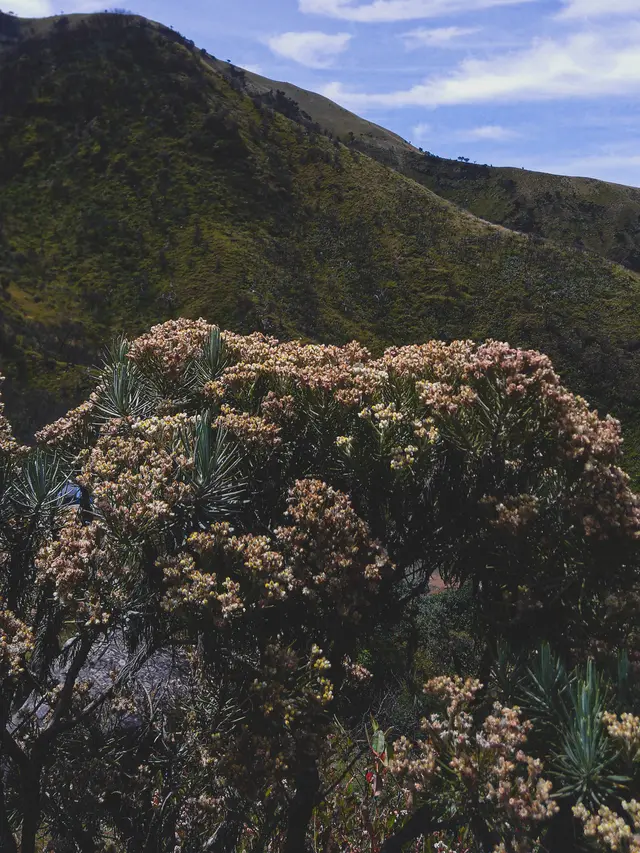 Ilustrasi bunga Edelweis