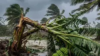 Cara Mencegah Pisang Roboh saat Hujan Angin agar Tetap Tegak dan Produktif