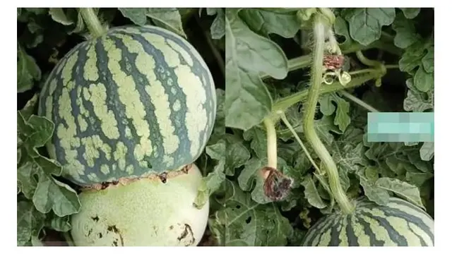 Miliki Bentuk Unik, Petani Ini Klaim Berhasil Gabungkan Melon dan Semangka