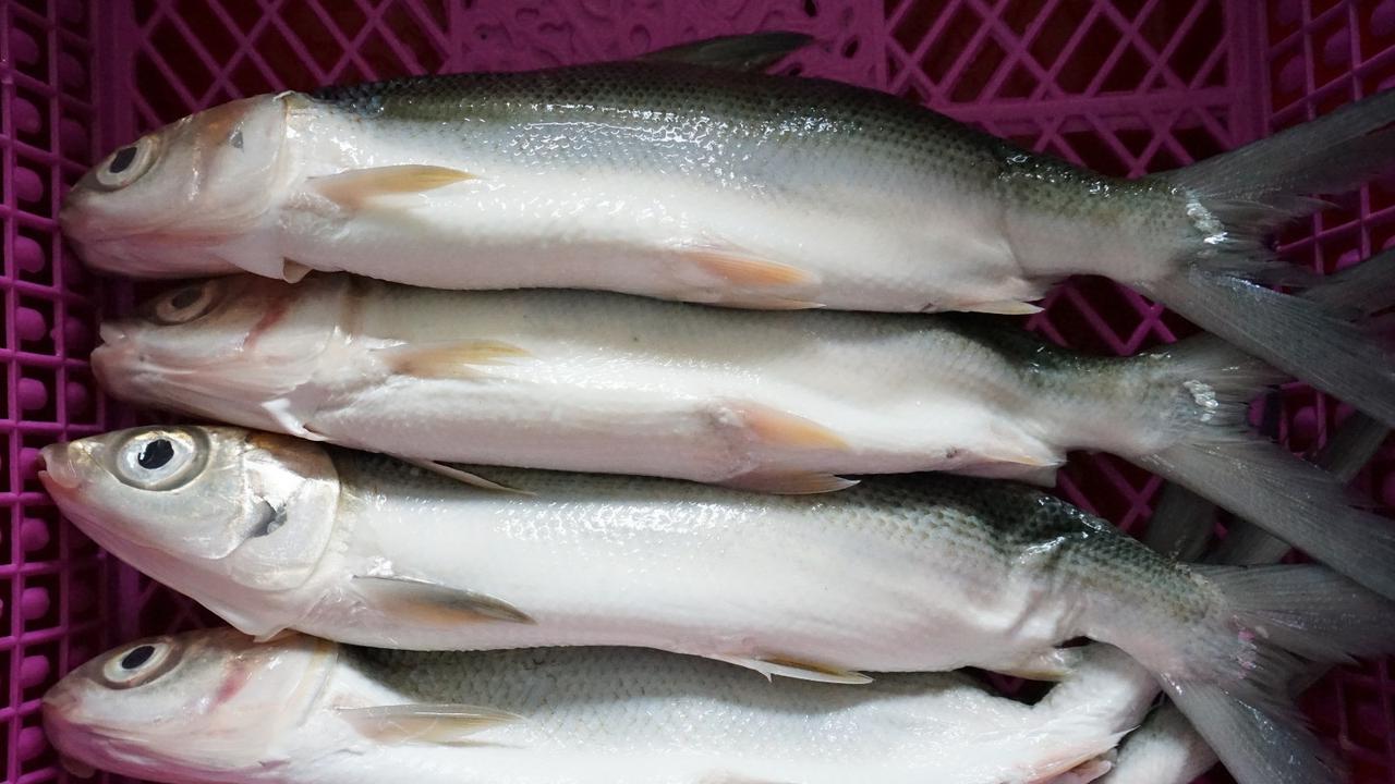 Kementerian Kelautan dan Perikanan (KKP) mempercepat hilirisasi ikan bandeng di Kabupaten Gresik melalui pemberian bantuan satu Unit Pengolahan Ikan (UPI) Nilai Tambah