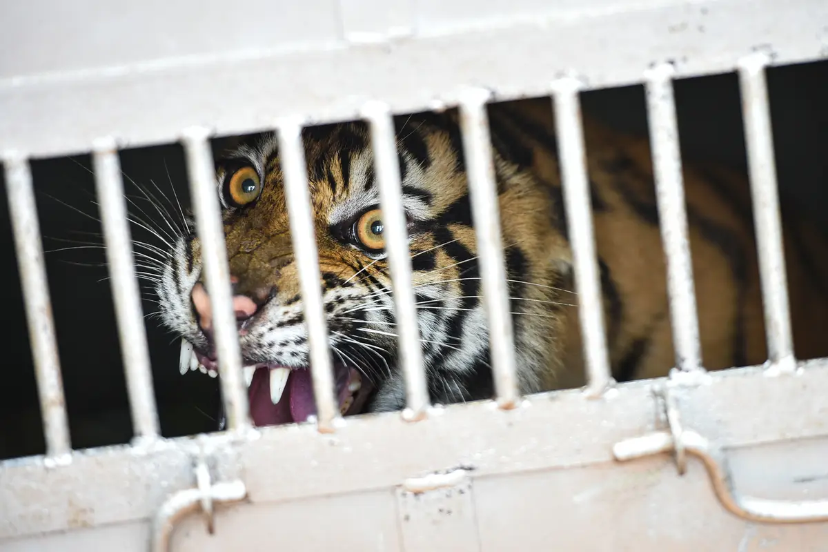 BKSDA Aceh Tangkap Harimau Sumatera