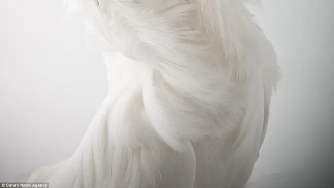 [Bintang] Burung Merpati Jacobin pigeon