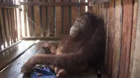 Ami, Orangutan yang Dipasung di Kalimantan (Liputan6.com/Raden AMP).