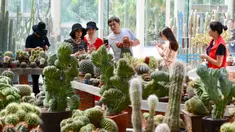 Para wisatawan mengunjungi Kebun Raya Xiamen di Xiamen, Provinsi Fujian, China tenggara, pada 9 September 2020. Kebun raya tersebut didirikan pada 1960 silam dan mencakup area seluas 4,93 kilometer persegi. (Xinhua/Jiang Kehong)