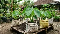 Cara Menanam Talas dalam Karung agar Umbinya Besar dan Berkualitas