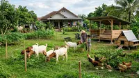 Usaha Ternak Rumahan Tanpa Kandang Permanen, Modal Minim Hasil Maksimal