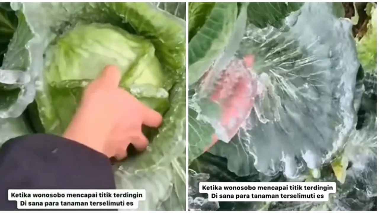 Wonosobo Capai Titik Terdingin, Tanaman Kubis Sampai Beku Diselimuti Es Ini Viral