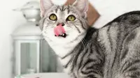 Apakah Kucing Bisa Merasakan Manis? Ini Penjelasannya