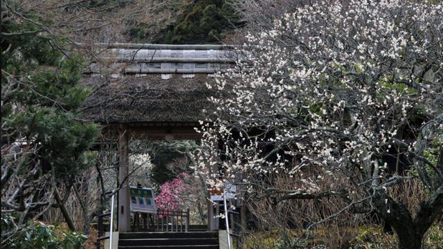 Kuil Matsugaoka Tokei-ji