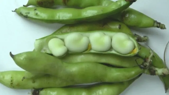 Kacang Fava