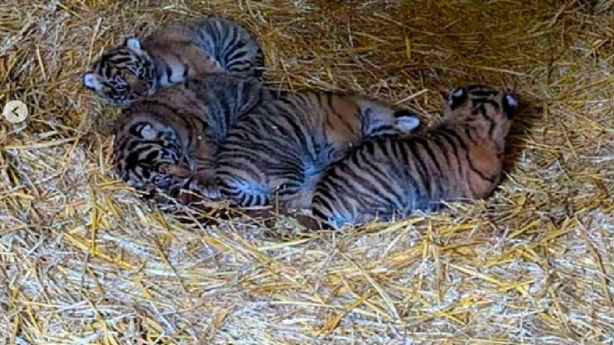 Hore, 4 Bayi Harimau Sumatera Lahir Perdana di Taman Satwa di Inggris