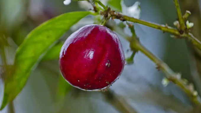 Manfaat Buah Mahkota Dewa Asal Papua