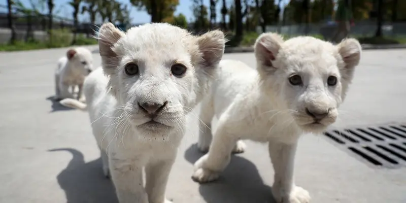 Bayi Singa Putih Kembar Tiga