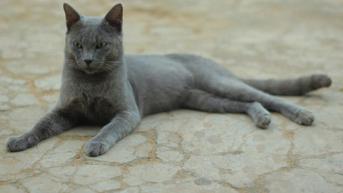 Cantiknya Kucing Asli Madura Mirip Ras Eropa Hingga Rusia