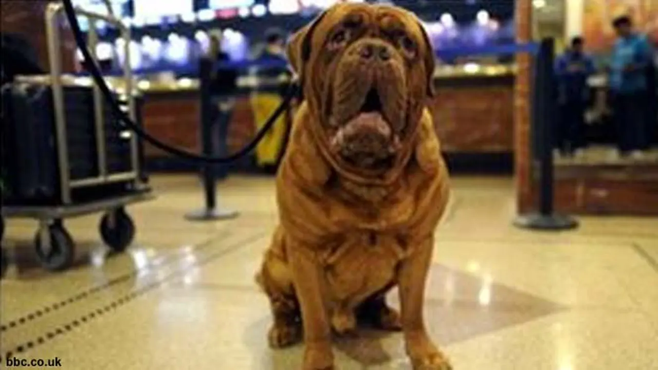 anjing-penyelundup-130710b.jpg