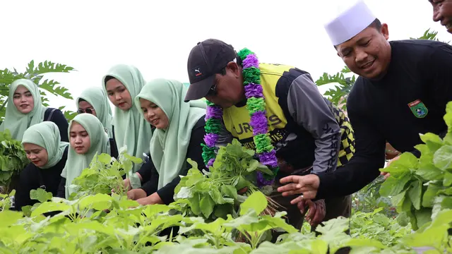 Turdes Hari Ketiga, Gubernur Kalsel Panen Sayuran Segar Bersama Warga Desa Gunung Besar