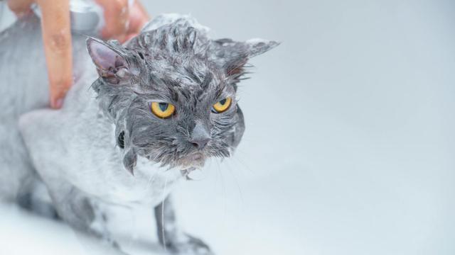Cat Bath