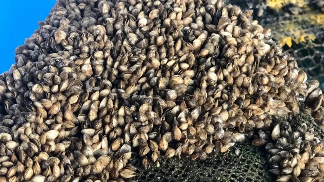 Kementerian Kelautan dan Perikanan (KKP) terus berupaya melakukan inovasi dalam meningkatkan produksi lobster hasil budidaya di Indonesia.