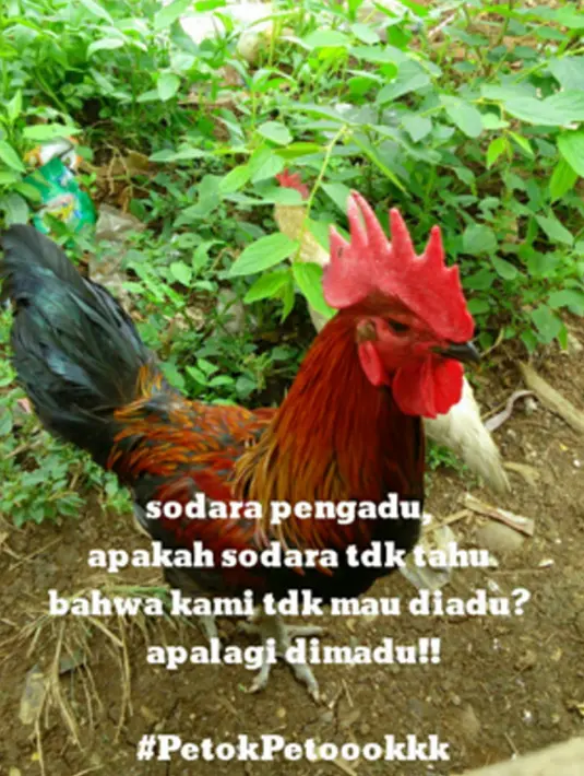 Tak mau diadu (bidhuan.com)