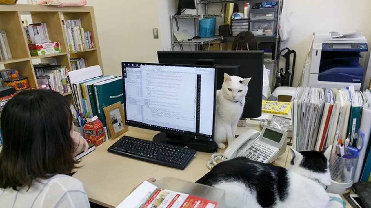 Unik, Perusahaan Ini Pelihara Kucing untuk Atasi Stress Kerja