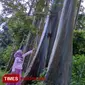 Pohon pelangi atau Rainbow eucalyptus, yang terdapat di Dusun Darungan, Desa Sumberwringin Kecamatan Sumberwringin, Kabupaten Bondowoso Jawa Timur (TIMES Indonesia/Moh Bahri)