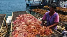 Warga menjemur rumput laut di Kawasan Pulau Panggang, Kepulauan Seribu, Jakarta, Rabu (18/9/2019). Hasil laut tersebut dijual dengan harga Rp7000 per kilogram untuk memenuhi kebutuhan rumah tangga sehari-hari yang rata-rata mata pencahariannya adalah Nelayan. (Liputan6.com/Johan Tallo)