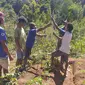 Foto: Kelompok pemuda yang tergabung dalam kelompok tani di Manggarai Timur sedang berada di ladang holtikultura yang sedang dirintis (Liputan6.com/Yopie Moon)