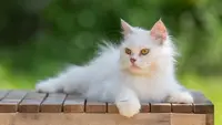 Ilustrasi kucing putih. (Photo created by jcomp on www.freepik.com)