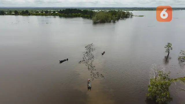 Kerbau Berenang