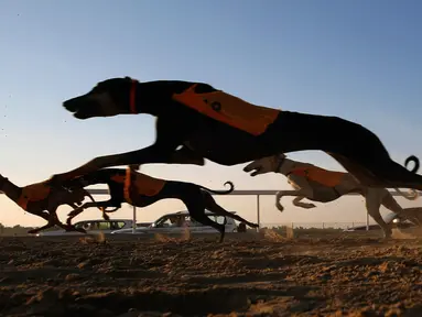 Anjing Arab jenis Saluki berpacu saat mengikuti Festival Unta Mazayin Dhafra di dekat kota Madinat Zayed, Abu Dhabi (26/12). Lomba balap anjing Saluki ini memeriahkan festival unta tersebut. (AFP Photo/Karim Sahib)